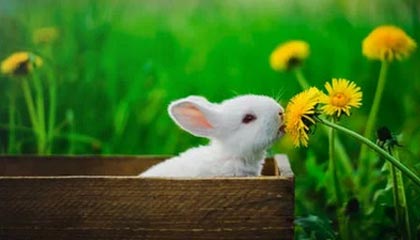 苏翊鸣难度动作创下吉尼斯纪录